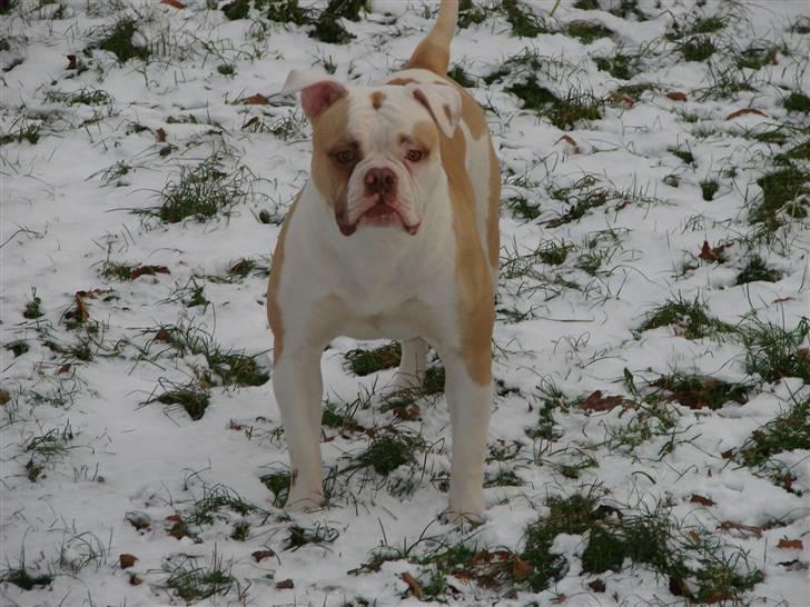 Amerikansk bulldog Sweet Little Alba(Rest in peace) billede 8