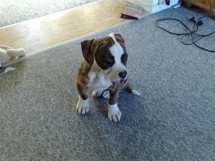 Amerikansk bulldog Pink. R.I.P 27/7-09 - Her er hun kun 8uger billede 1