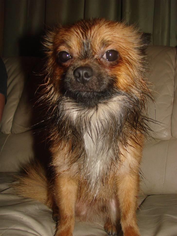 Chihuahua Mickey - Så har jeg lige været i bad (: billede 18