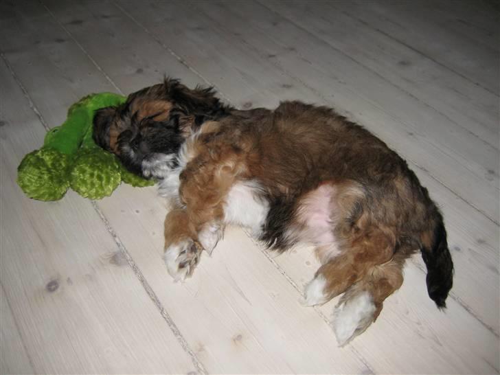 Lhasa apso Coco - Zzzz billede 1