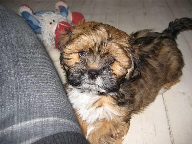 Lhasa apso Coco billede 2