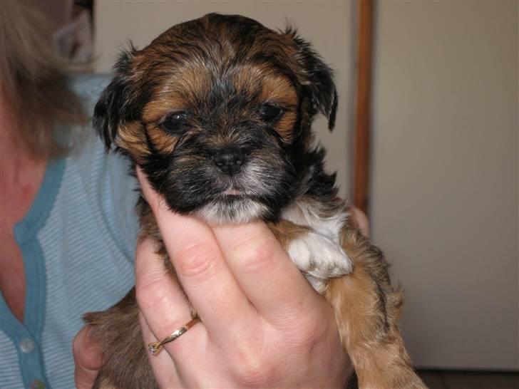 Lhasa apso Coco - Her er jeg kun 3 uger gammel billede 3