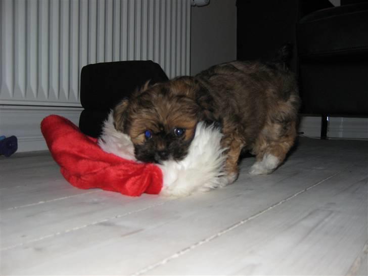 Lhasa apso Coco - Nissehuer er bare sjove billede 4