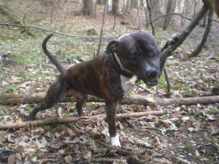 Blanding af racer Coco billede 11