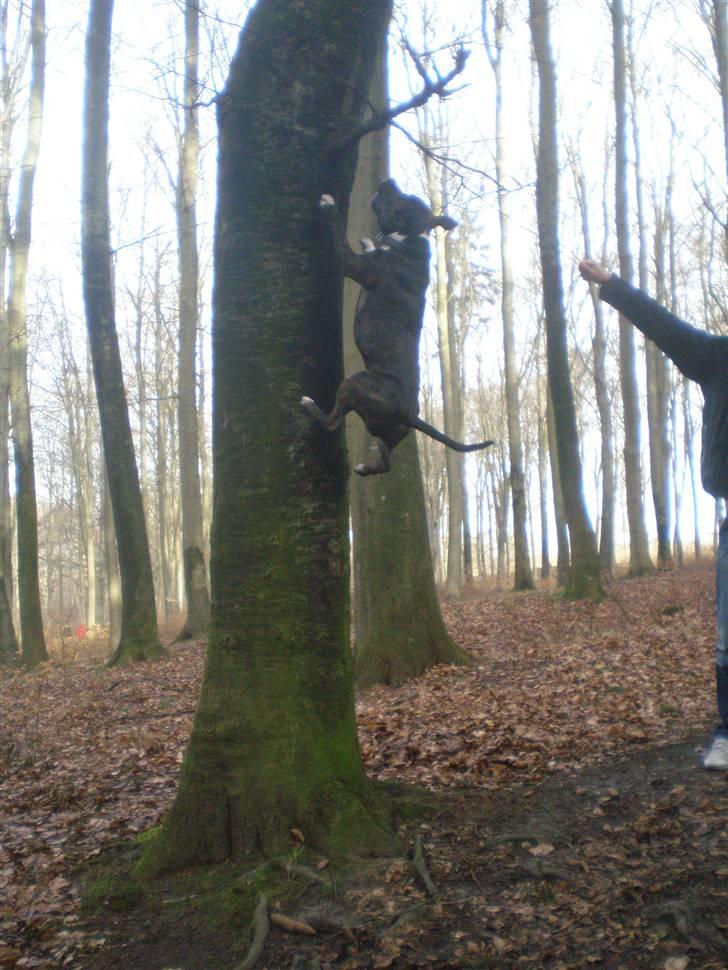Blanding af racer Coco - der er lidt tarzan i ham ;) billede 13