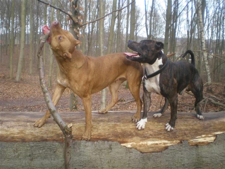 Blanding af racer Coco billede 14