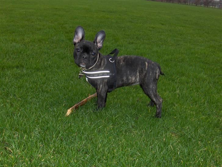 Fransk bulldog Molly - Stooor pige, da hun var 15 uger :D billede 14