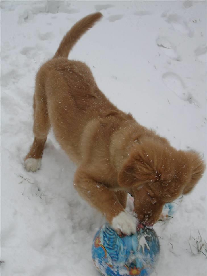 Nova scotia duck tolling retriever Shaggy tollers Cigi happy billede 15