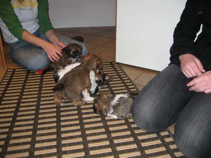 Lhasa apso Coco - Mine søskende billede 5