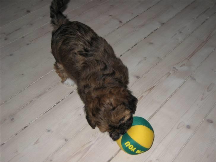 Lhasa apso Coco - Bolde er bare det bedste billede 6