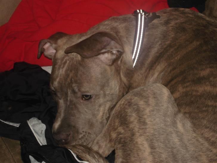 Amerikansk staffordshire terrier Nemo - Jeg hedder Nemo billede 1