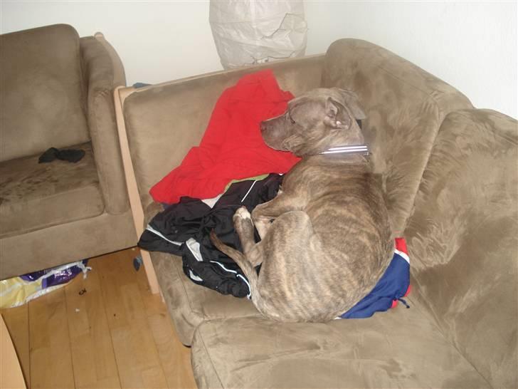 Amerikansk staffordshire terrier Nemo billede 2