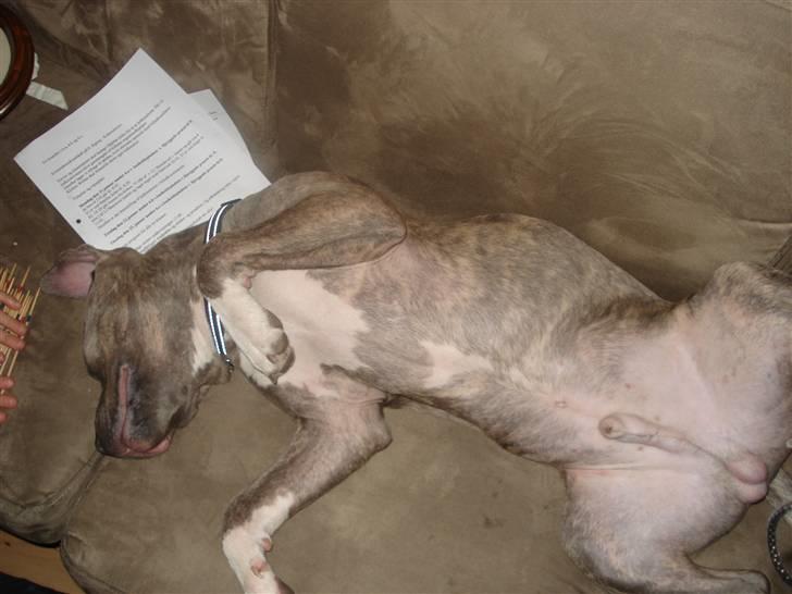 Amerikansk staffordshire terrier Nemo - Man er vel hanhund!! billede 3