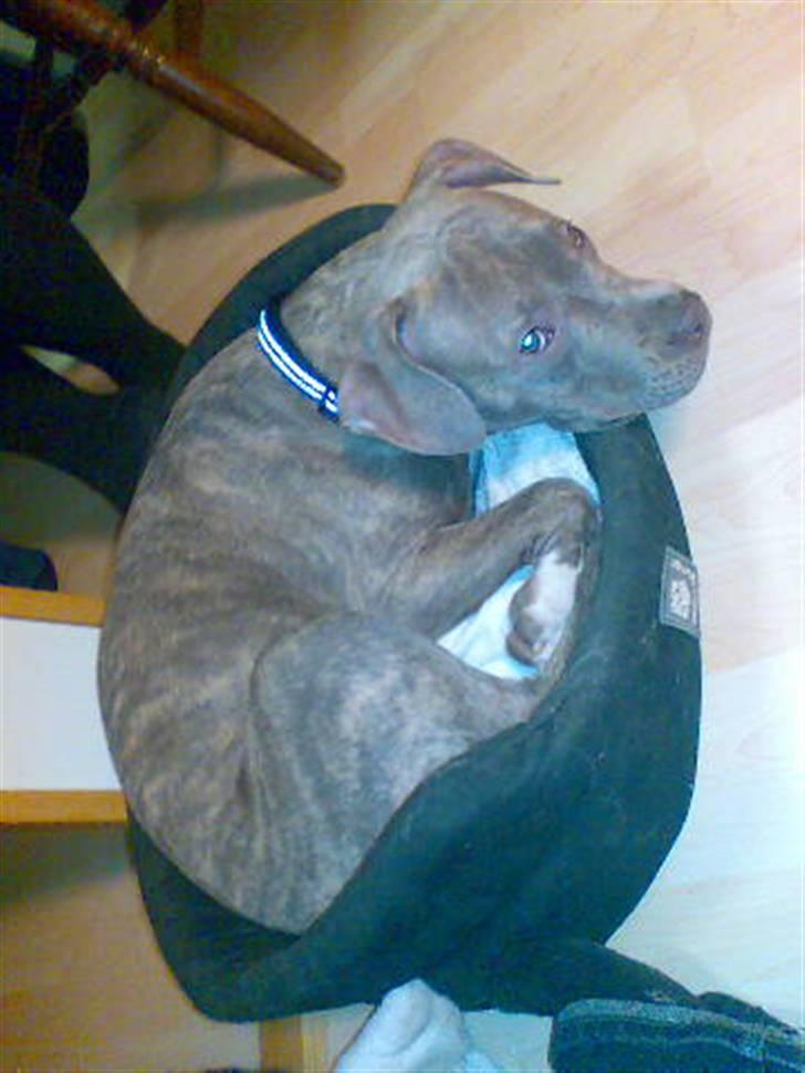 Amerikansk staffordshire terrier Nemo - Jeg kan næsten være her... (Dette er så en kurv til en lille pekingeser hund) billede 4