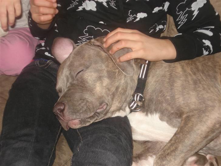 Amerikansk staffordshire terrier Nemo billede 5