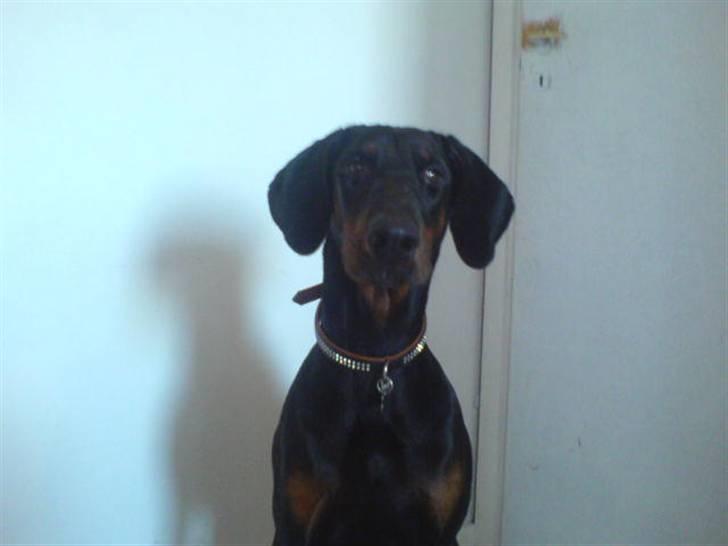 Dobermann Torontos Xenta *R.I.P.* - Ja, nu er jeg jo 10 måneder.. Tiden går stærkt..  billede 14