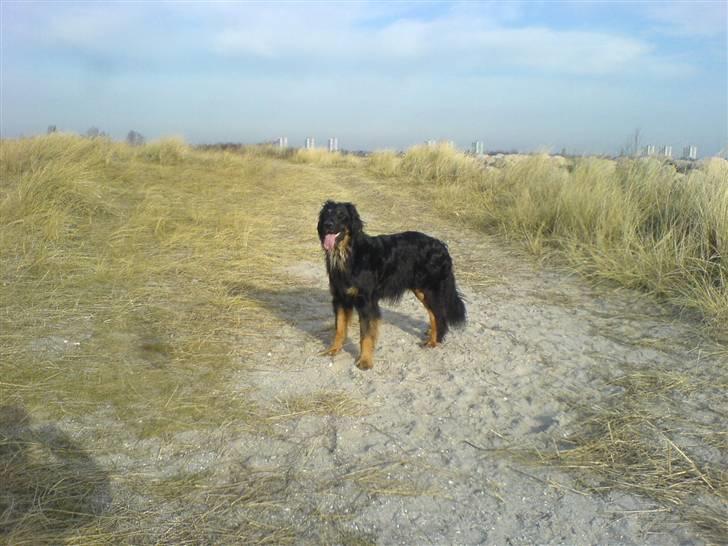 Hovawart Aros billede 8