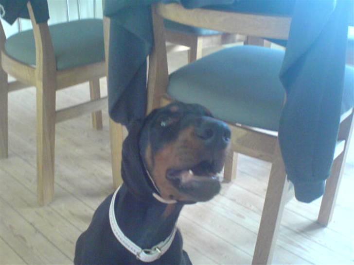 Dobermann Torontos Xenta *R.I.P.* - grr.. jeg er farlig.. Skulle lige lære HALSE, men mor fik ikk lært mig at man skulle tie stille igen, så gav den hele armen :-) billede 15