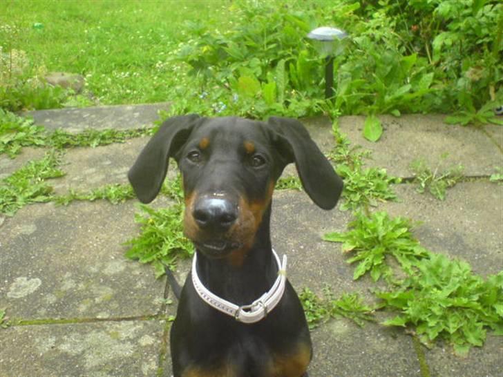 Dobermann Torontos Xenta *R.I.P.* - Mums.. lige spist, og stak af -til haven da mor ville tørre mig om munden og snuden :-)  billede 16