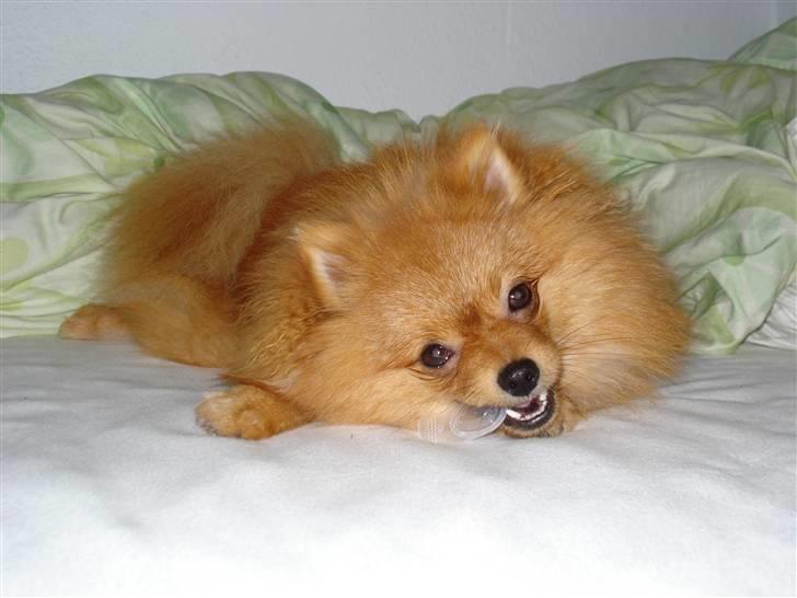 Pomeranian Muller Nielson billede 6