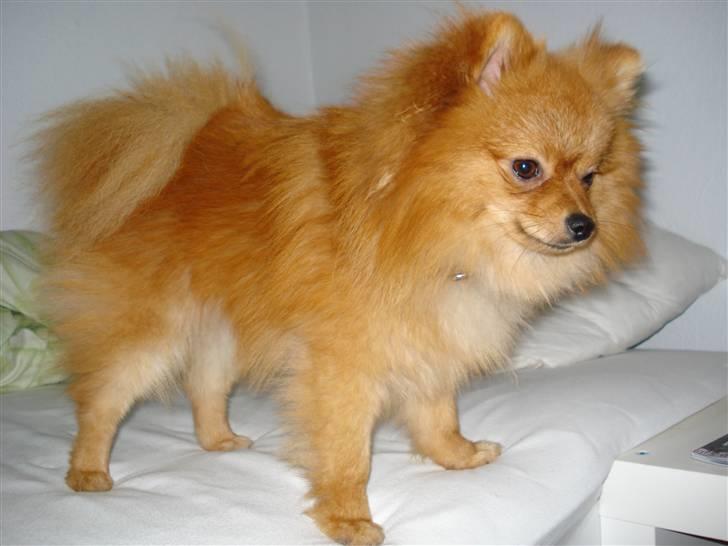 Pomeranian Muller Nielson billede 7