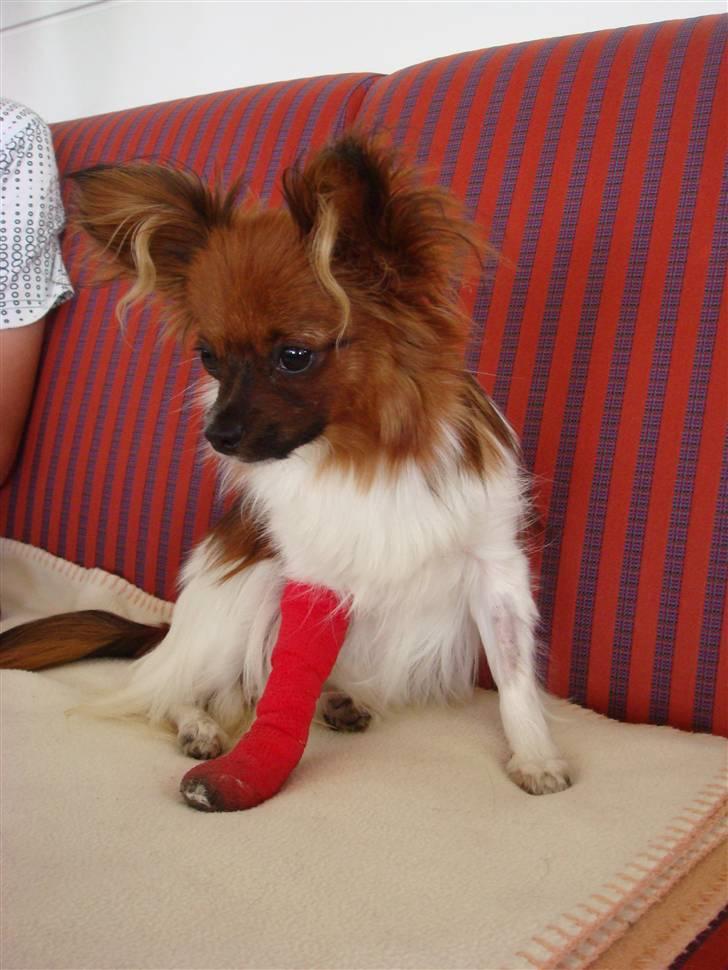 Blanding af racer Penny - Da Penny var blevet angrebet af en kat og blev nødt til at gå med forbinding. billede 1