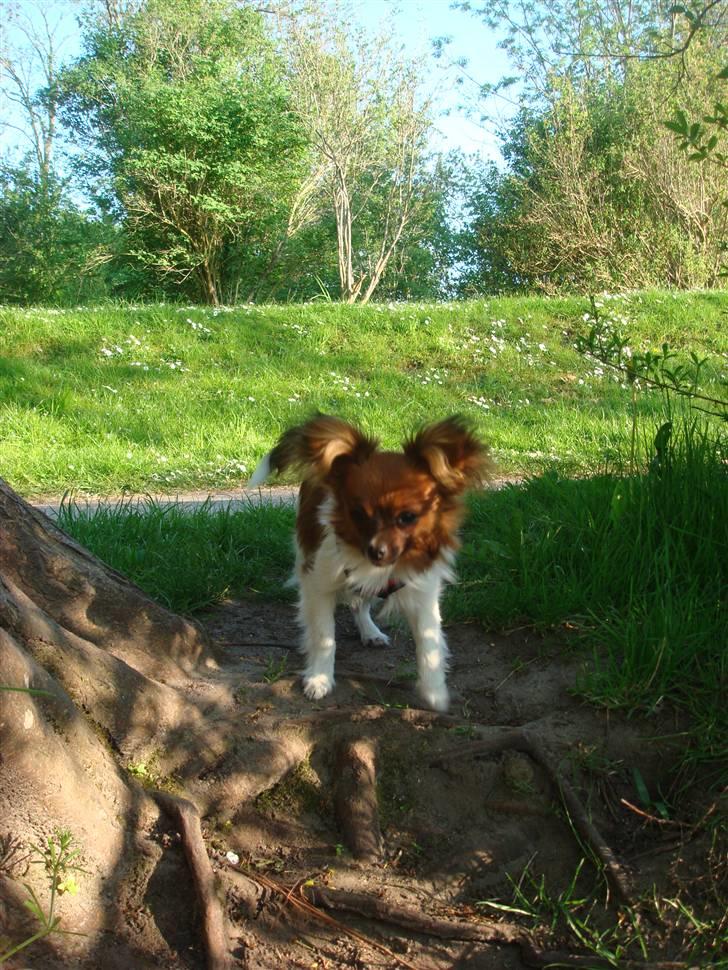 Blanding af racer Penny - I Aalborg Zoo 22. feb. 2008. billede 2