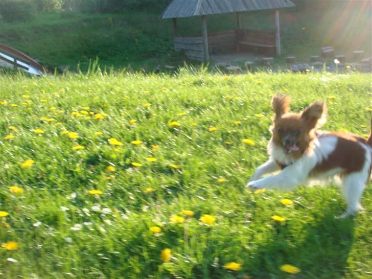 Blanding af racer Penny - Her kommer jeg! billede 3