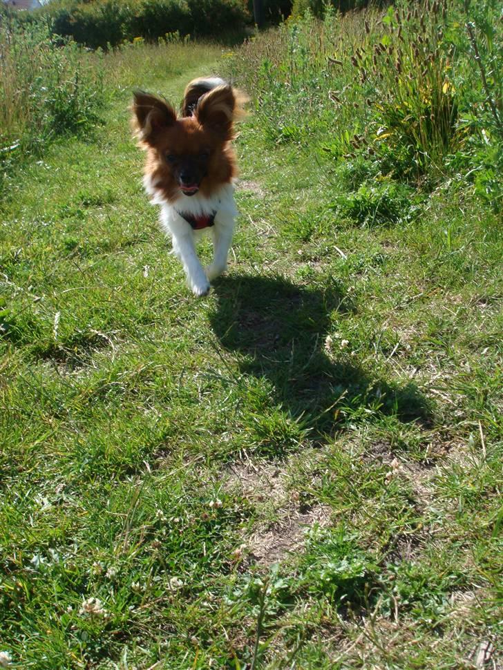 Blanding af racer Penny - På opdagelse i Lundby Krat. billede 4