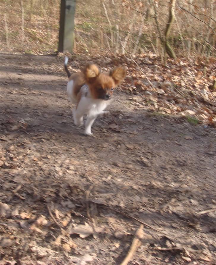 Blanding af racer Penny - Fuld  fart fremad! billede 5