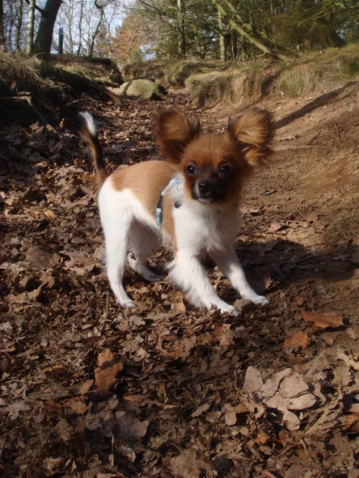 Blanding af racer Penny - Foto: Sandra Olesen. billede 6