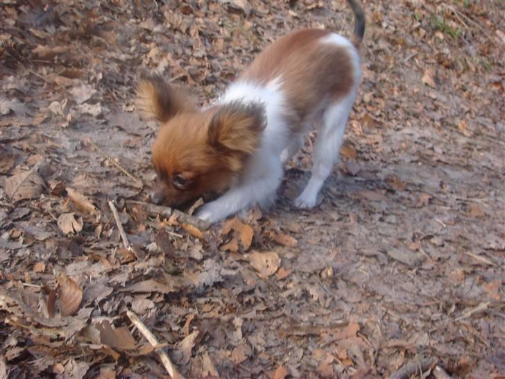 Blanding af racer Penny - Snuse snuse. billede 7