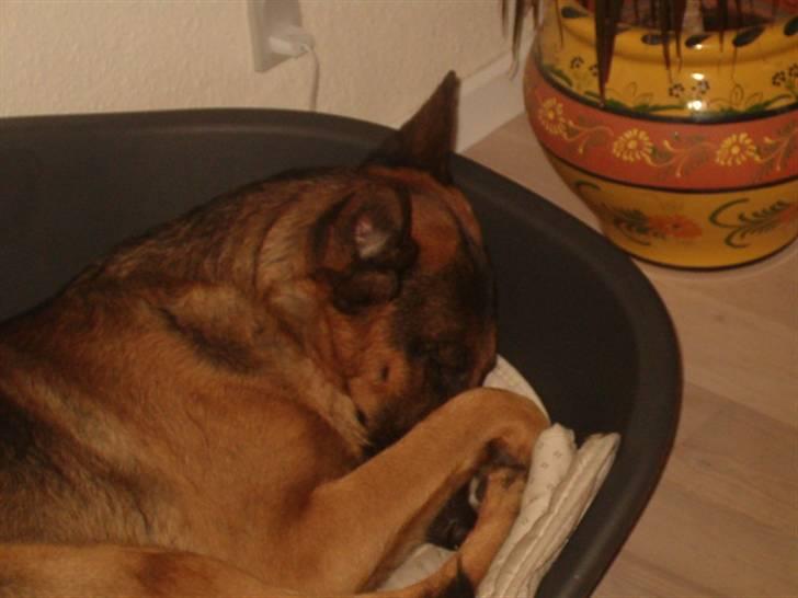 Schæferhund Atrix billede 9