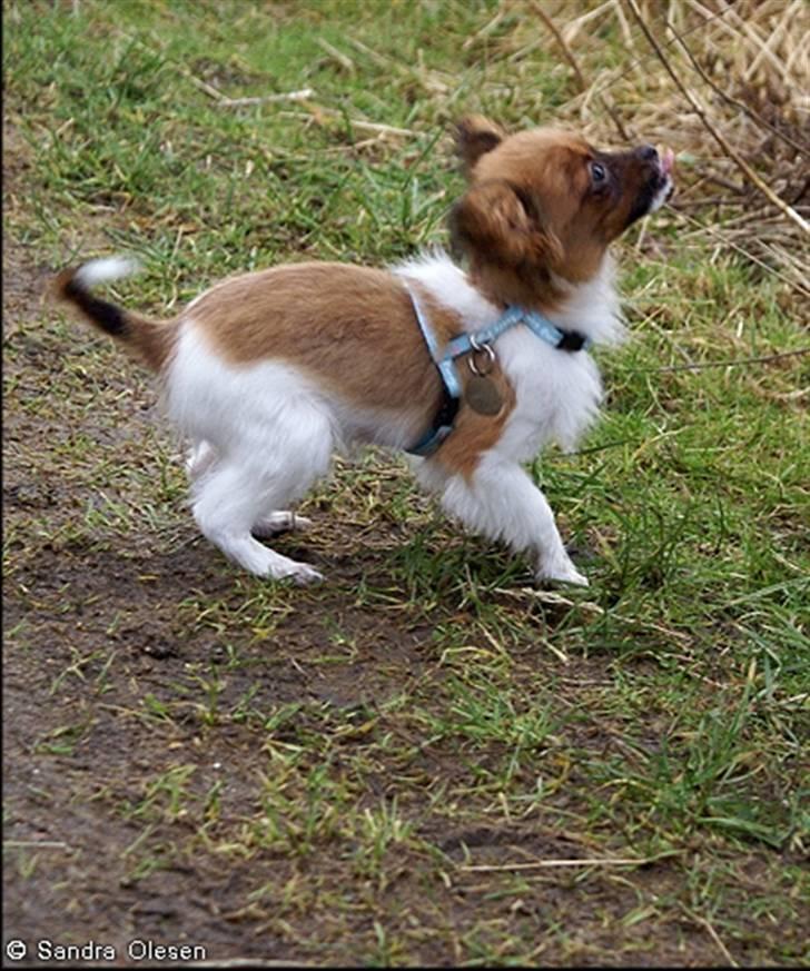 Blanding af racer Penny - Penny i Østerådalen, foto: Sandra Olesen. billede 8
