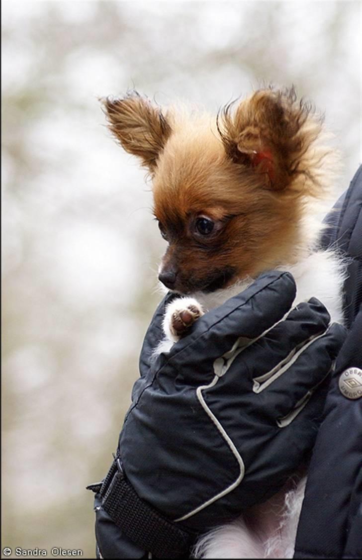 Blanding af racer Penny - Mig der holder Penny, foto: Sandra Olesen. billede 10