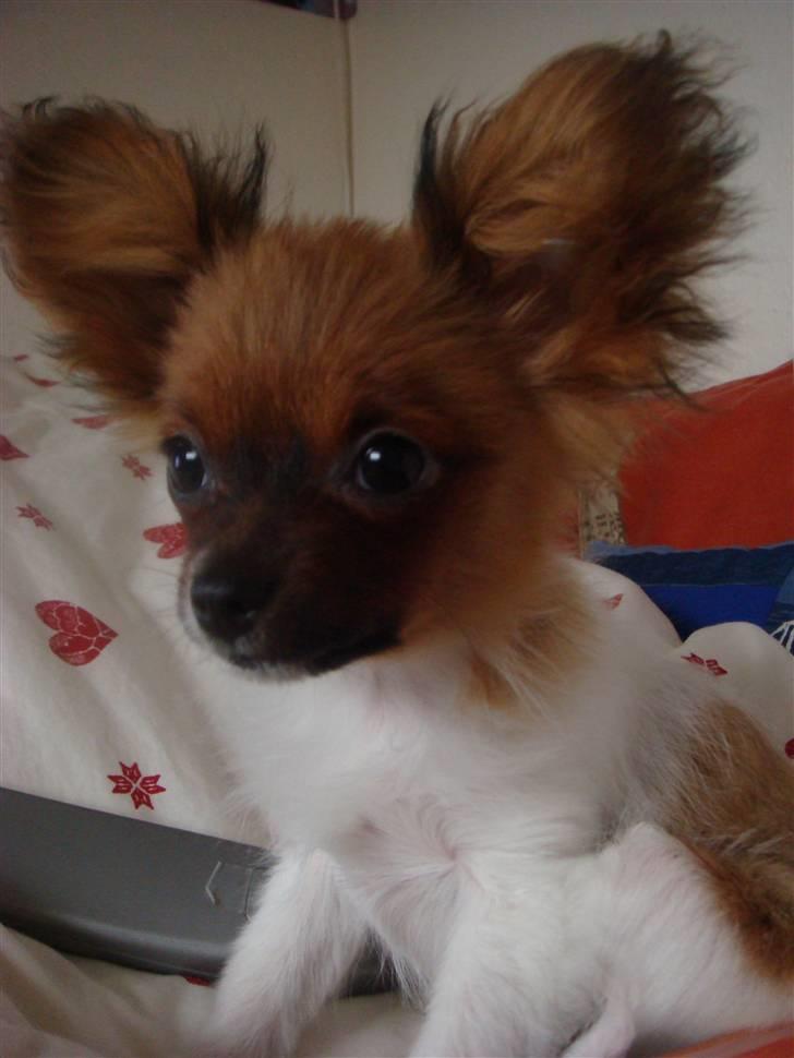 Blanding af racer Penny - Hejsa. billede 11