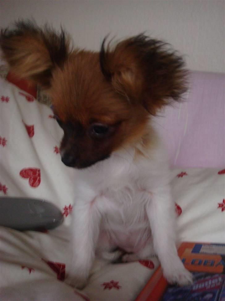 Blanding af racer Penny - Sommerfugleører? billede 12