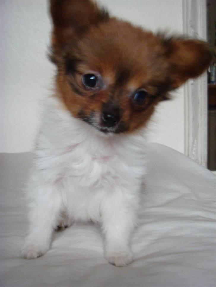 Blanding af racer Penny - Smukke Penny. billede 13