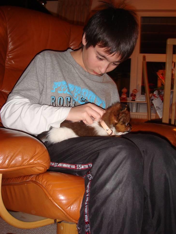 Blanding af racer Penny - Penny og jeg. Hun skal prøve sit nye halsbånd. billede 14