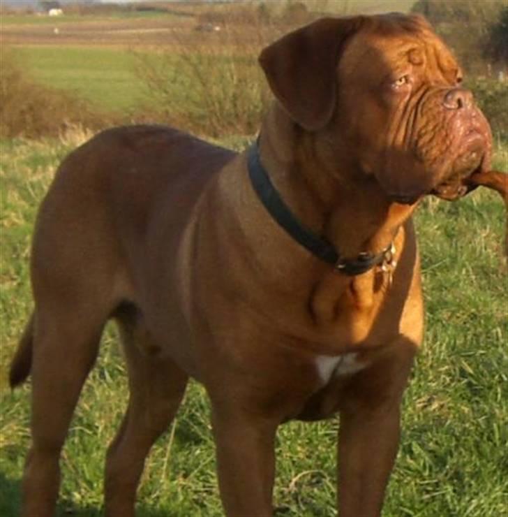 Dogue de bordeaux Doguehill´s Vegasus Cara billede 1