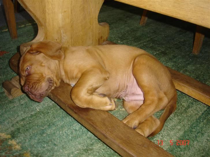 Dogue de bordeaux Doguehill´s Vegasus Cara billede 2
