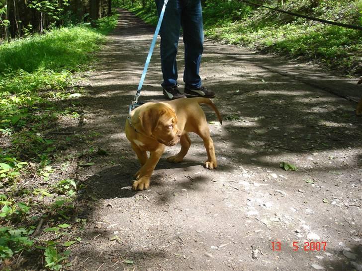 Dogue de bordeaux Doguehill´s Vegasus Cara billede 3