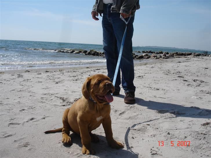 Dogue de bordeaux Doguehill´s Vegasus Cara billede 4