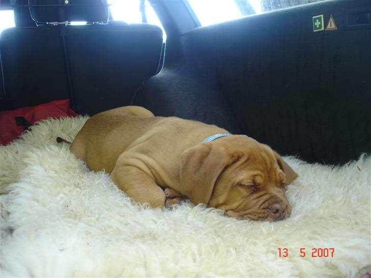 Dogue de bordeaux Doguehill´s Vegasus Cara billede 5