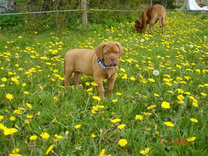 Dogue de bordeaux Doguehill´s Vegasus Cara billede 6