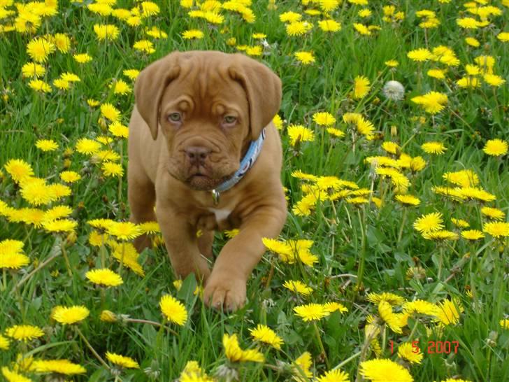Dogue de bordeaux Doguehill´s Vegasus Cara billede 7
