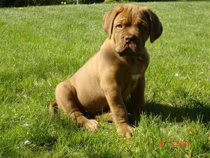 Dogue de bordeaux Doguehill´s Vegasus Cara billede 8