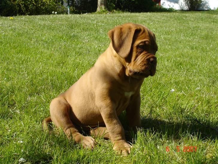 Dogue de bordeaux Doguehill´s Vegasus Cara billede 9