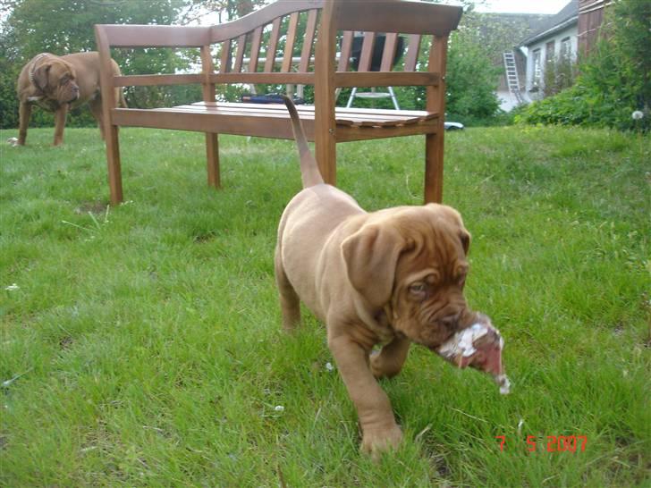 Dogue de bordeaux Doguehill´s Vegasus Cara billede 10