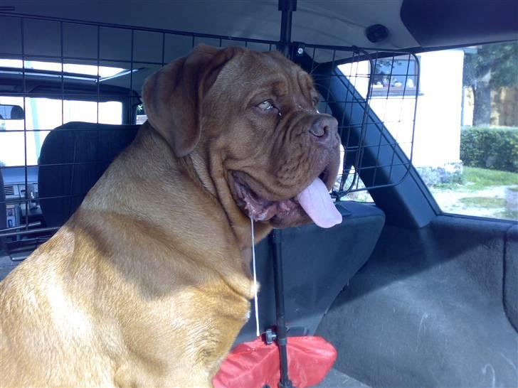 Dogue de bordeaux Doguehill´s Vegasus Cara billede 11